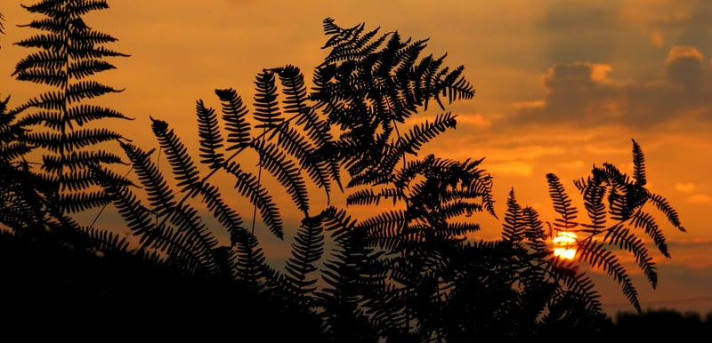 Sunrise Meditation